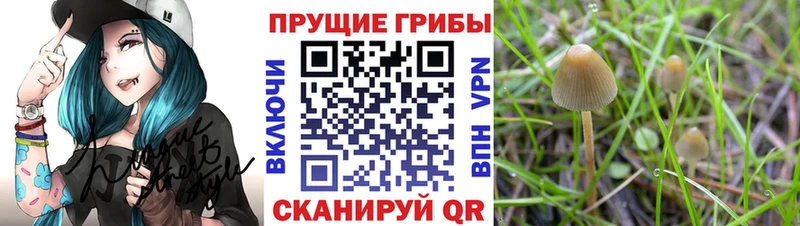 Галлюциногенные грибы Psilocybine cubensis  закладка  Орёл 